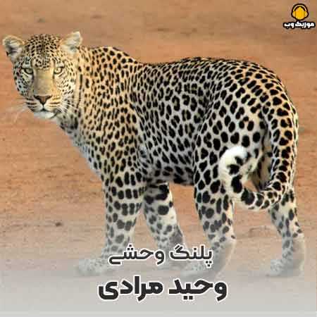  وحید مرادی پلنگ وحشی