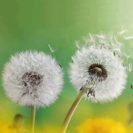یه روز یه قاصدک تو هوا میزد پرسه