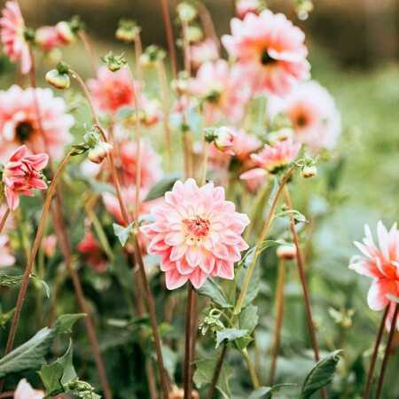 دل به صدای در میزنه